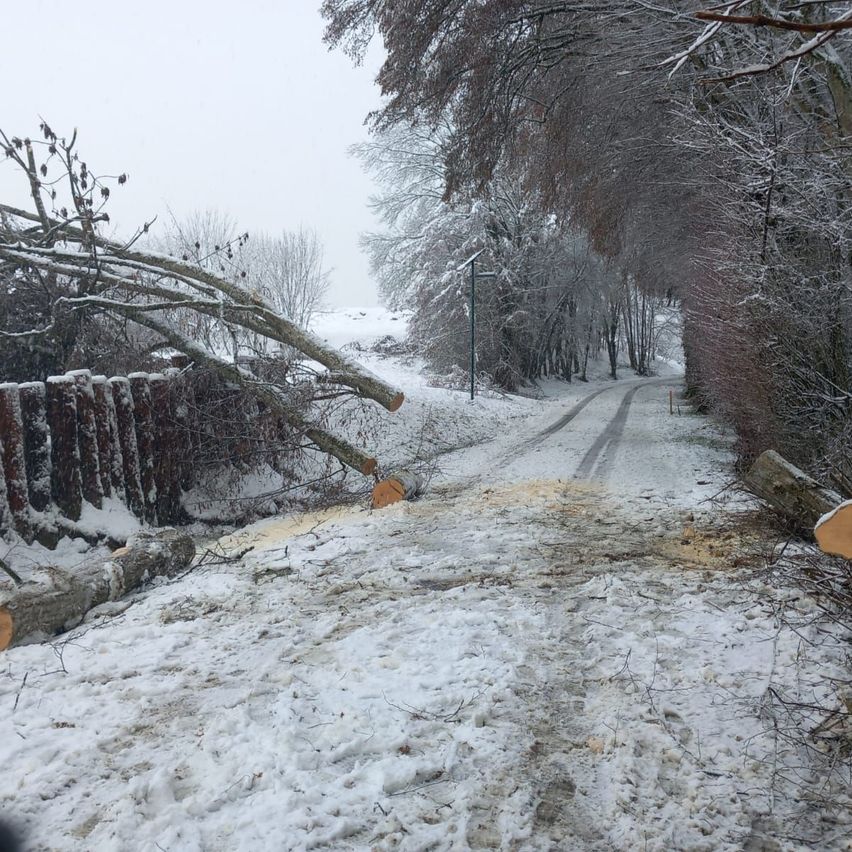 A snowy road with fallen trees and branches, a wooden fence, and trees on both sides. A streetlight stands on the side of the road.