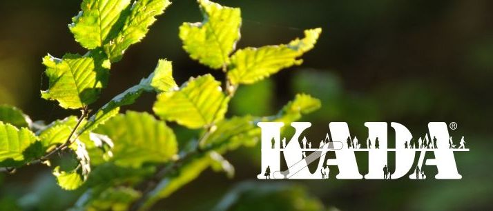 Bild enthält, Leaf, Plant, Vegetation, Tree, Green, Oak, Sycamore, Person, Outdoors, Woodland