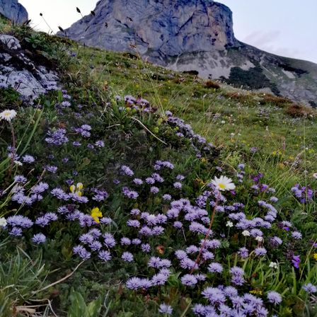 Ein grasbewachsener Hügel mit einer Mischung aus violetten und weißen Blumen steht vor einem felsigen Felsen unter einem bewölkten Himmel.