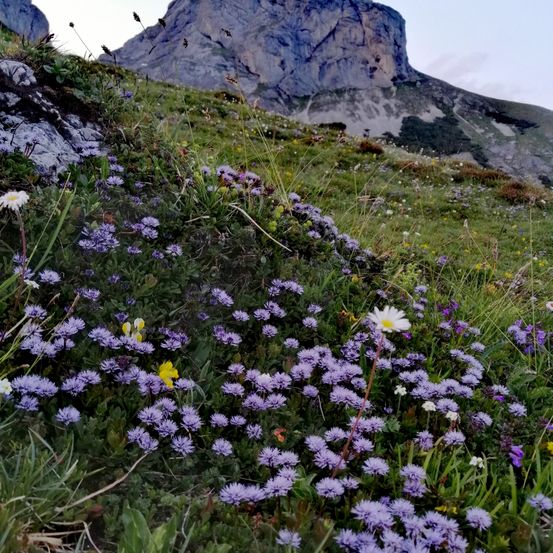 Ein grasbewachsener Hügel mit einer Mischung aus violetten und weißen Blumen steht vor einem felsigen Felsen unter einem bewölkten Himmel.