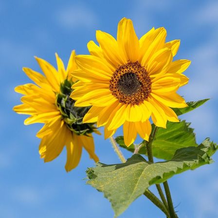 Bild enthält, Flower, Plant, Sunflower, Daisy, Petal, Outdoors, Nature