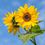 sunflowers-4298808_1280