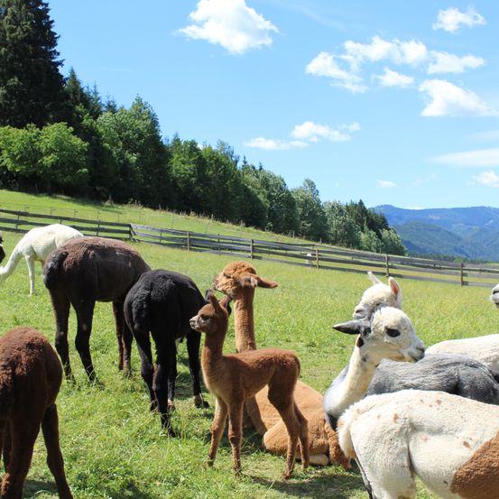 Eine Gruppe von Alpakas in verschiedenen Farben grast auf einer üppigen grünen Wiese mit einem Holzzaun und Bergen im Hintergrund.