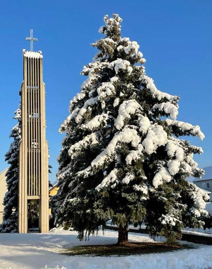Bild enthält, Tree, Fir, Pine, Christmas, Christmas Decorations, Festival