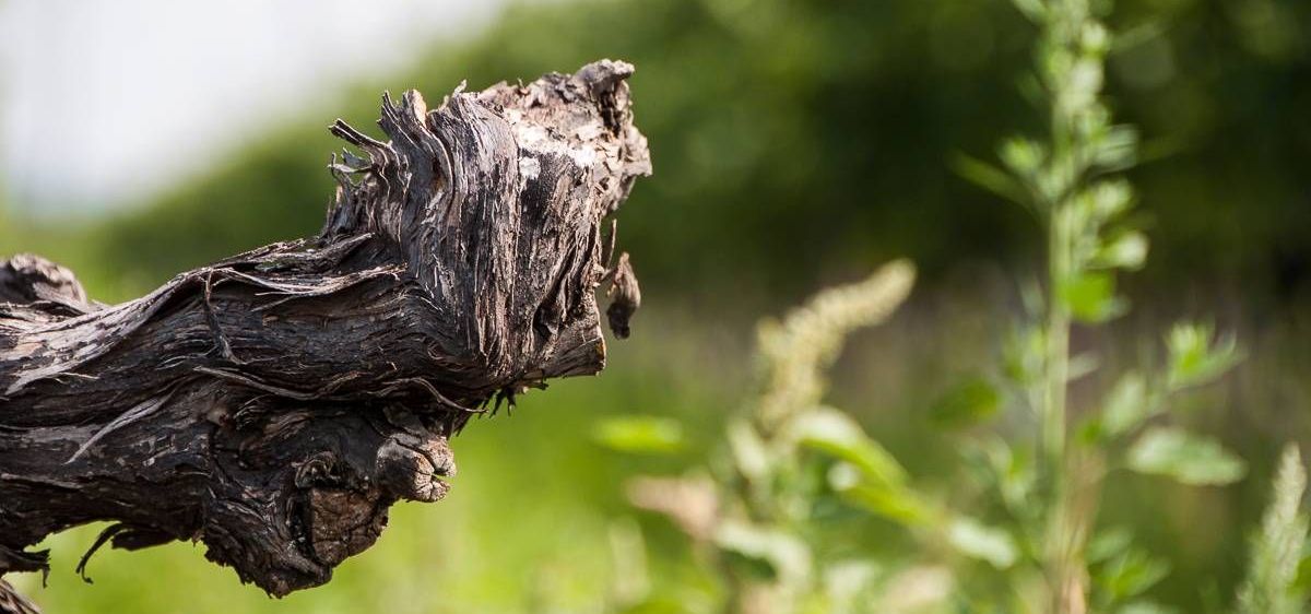 v1_migrated_image_44656206