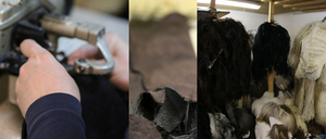 Bild enthält, Person, Animal, Canine, Dog, Mammal, Pet, Bird, Gun, Weapon