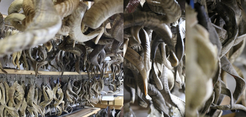 Bild enthält, Wood, Antler, Animal, Dinosaur, Reptile