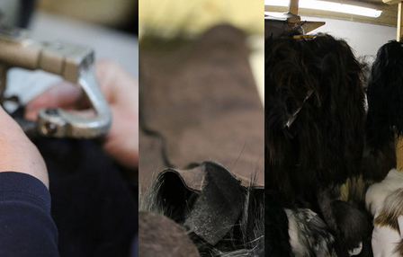 Bild enthält, Animal, Canine, Dog, Mammal, Pet, Person, Bird