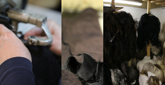 Bild enthält, Animal, Canine, Dog, Mammal, Pet, Person, Bird