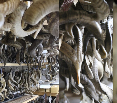 Bild enthält, Wood, Antler, Animal, Dinosaur, Reptile