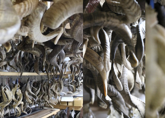 Bild enthält, Wood, Antler, Animal, Dinosaur, Reptile