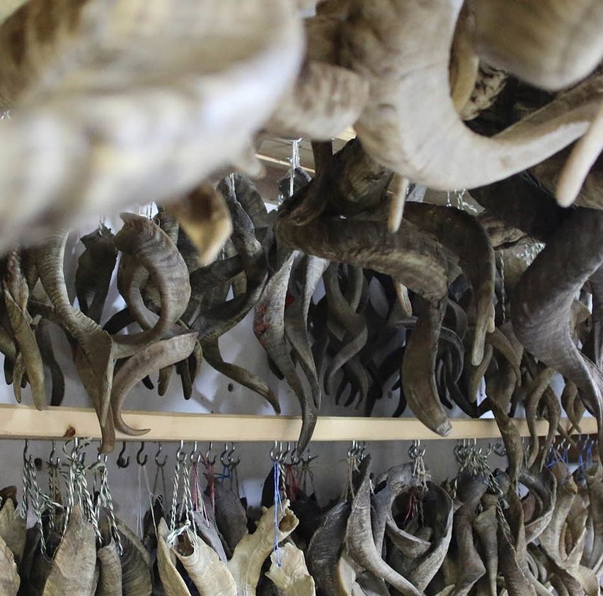 Bild enthält, Antler, Wood, Animal, Dinosaur, Reptile