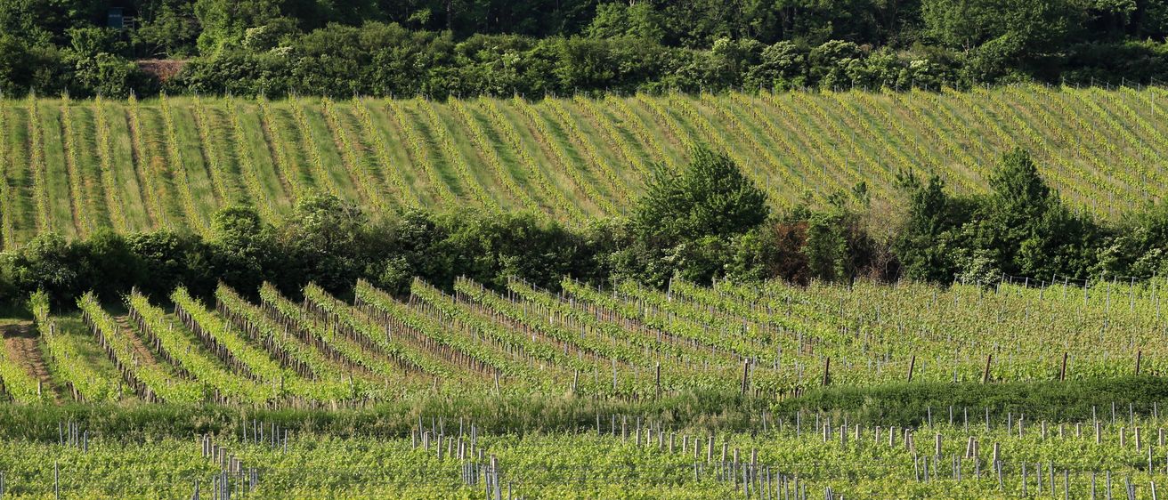 Reihen von grünen Weinbergpflanzen erstrecken sich über die Landschaft, mit dichten Bäumen im Hintergrund.