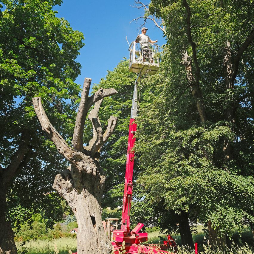 Ein Mann steht auf einer Korbschaukel und schneidet Äste von einem Baum an einem sonnigen Tag. Die Schaukel ist rot und reicht bis in die Baumkrone.