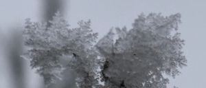 Eine Nahaufnahme eines mit zarten Eiskristallen bedeckten Baumzweigs. Die komplizierten Muster des Frosts glitzern vor dem weißen Himmel.