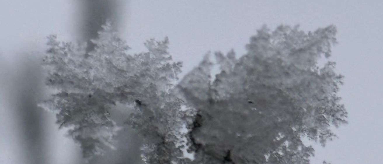 Eine Nahaufnahme eines mit zarten Eiskristallen bedeckten Baumzweigs. Die komplizierten Muster des Frosts glitzern vor dem weißen Himmel.