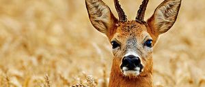Ein Nahaufnahme des Kopfes eines Rehs, das in einem Weizenfeld steht, mit dem Wort 'BEUTE' darunter. Das Reh hat braunes Fell, große Ohren und Geweihe. Der Hintergrund ist unscharf und hebt das Reh hervor.