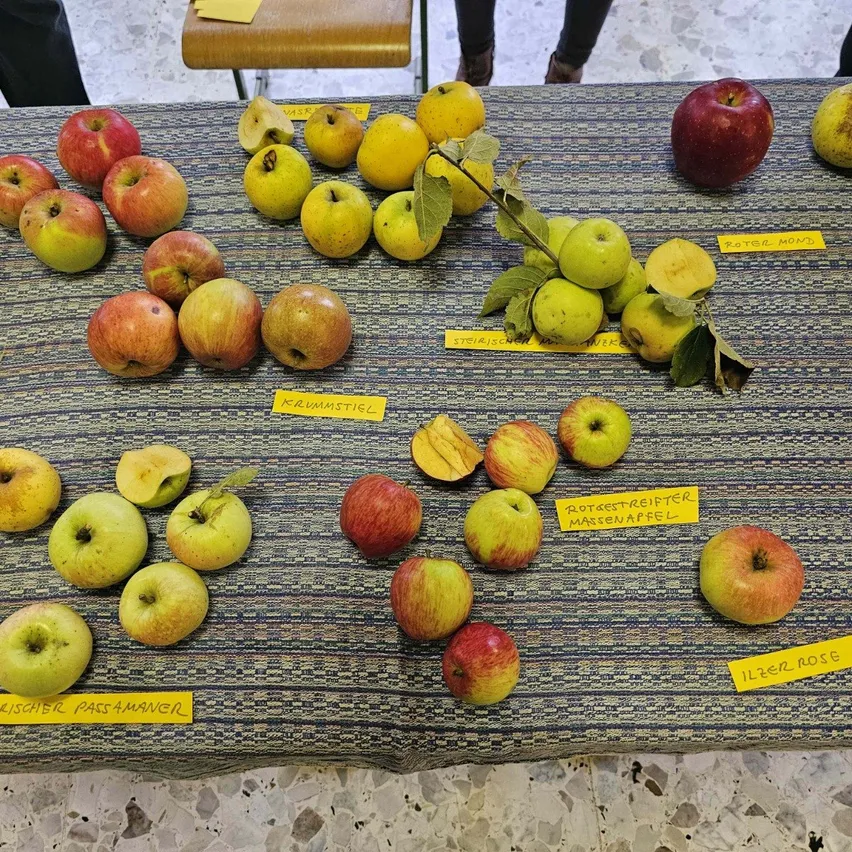 Ein Tisch mit verschiedenen Äpfeln und Birnen, die mit gelben Etiketten mit ihren Namen gekennzeichnet sind. Die Äpfel haben unterschiedliche Farben und Größen, einige haben noch Stiele. Der Hintergrund ist gemustert.