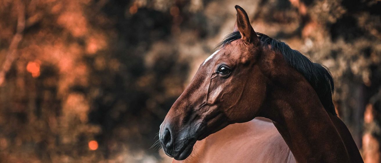Bild enthält, Animal, Colt Horse, Horse, Mammal, Stallion
