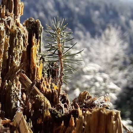 Bild enthält, Plant, Tree, Conifer, Tree Stump