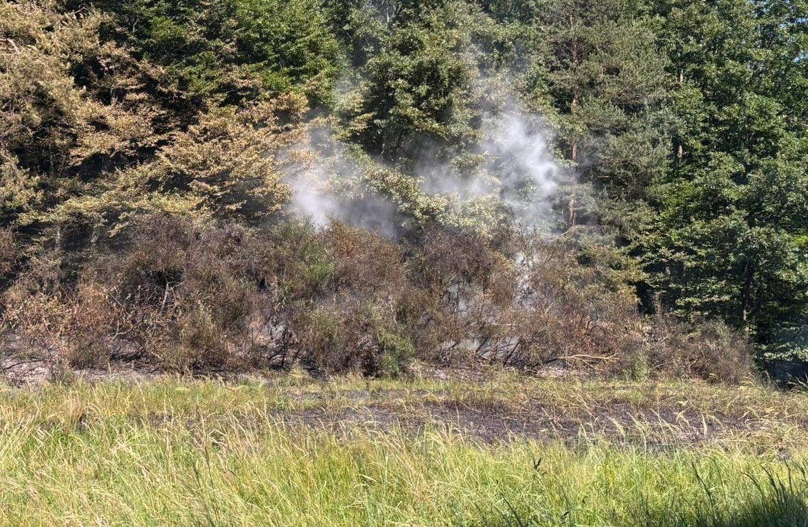 Ein verbranntes Gebiet mit Gras und Sträuchern in einem Wald, mit Rauch, der aus dem Boden aufsteigt.