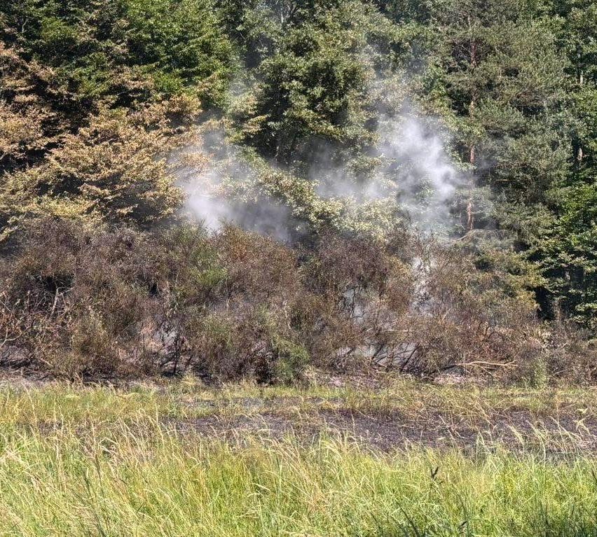 Ein verbranntes Gebiet mit Gras und Sträuchern in einem Wald, mit Rauch, der aus dem Boden aufsteigt.
