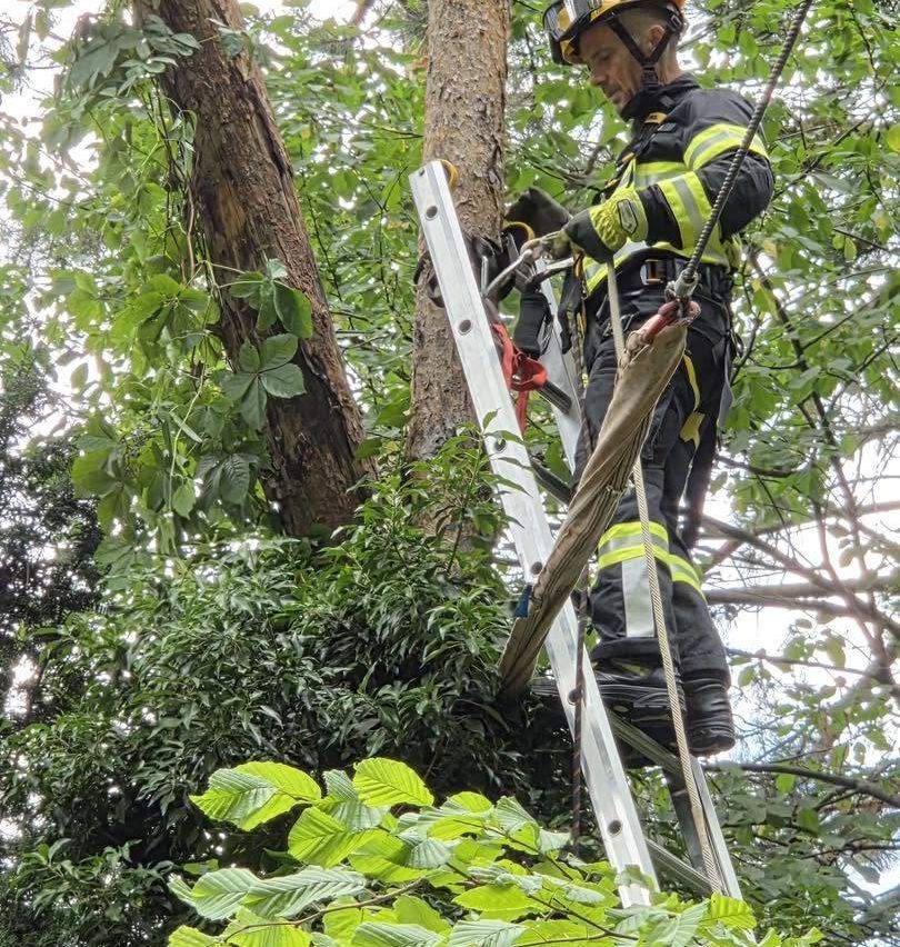 Ein Feuerwehrmann in voller Ausrüstung klettert eine Leiter hoch und benutzt ein Seil und Werkzeuge, um einen Ast eines Baumes zu beschneiden.