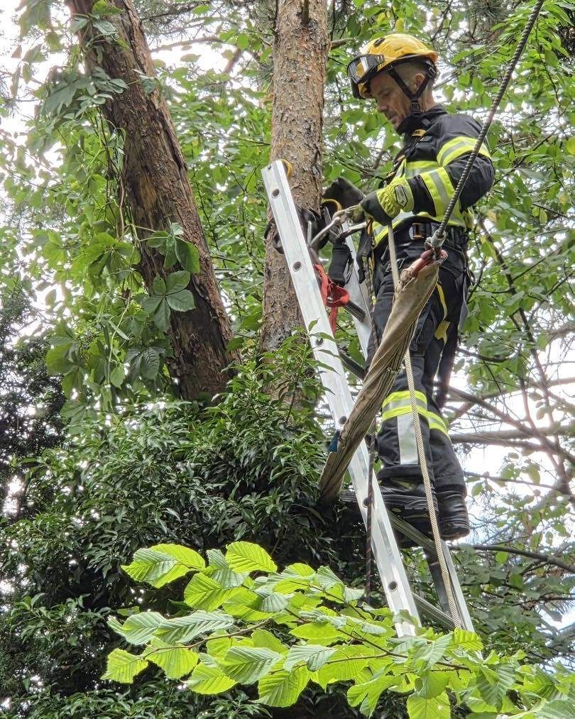 Ein Feuerwehrmann in voller Ausrüstung klettert eine Leiter hoch und benutzt ein Seil und Werkzeuge, um einen Ast eines Baumes zu beschneiden.