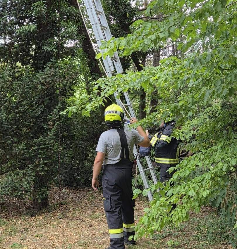Zwei Feuerwehrleute klettern in einem Wald eine Leiter hinauf. Einer hält die Leiter, während der andere die Umgebung inspiziert.