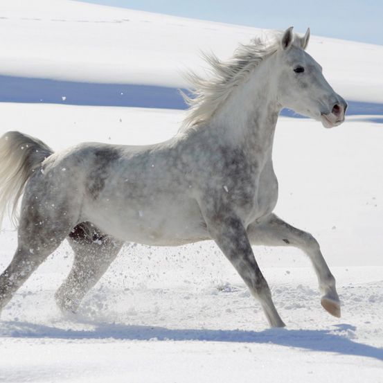 Ein weißer Pferd mit grauem Schimmer läuft energisch über eine verschneite Landschaft. Der Pferdeschwanz und das Mähnen wehen im Wind. Der Schatten des Pferdes fällt auf den verschneiten Boden.