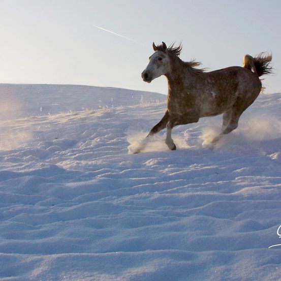 Ein Pferd rennt kräftig durch den Schnee, sein Mähnen weht im Wind. Der Schnee ist weiß und unberührt, bis auf den Pfad des Pferdes.