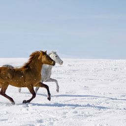 Zwei Pferde, eines braun und eines weiß, galoppieren im Schnee unter einem klaren Himmel.