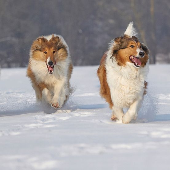 Zwei Collie-Hunde laufen fröhlich durch den Schnee, ihr Fell ist weiß bestäubt. Beide schnaufen und wirken aufgeregt, einer zeigt seine Zähne.