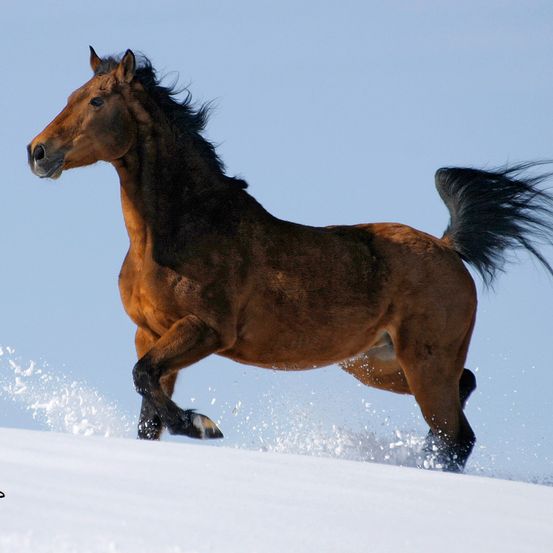 Ein braunes Pferd mit schwarzem Mähnen und Schweif läuft im Schnee. Das Pferd ist in Bewegung, mit gespreizten Beinen. Das Pferd schaut nach links. Das Pferd ist mit Schnee bedeckt.