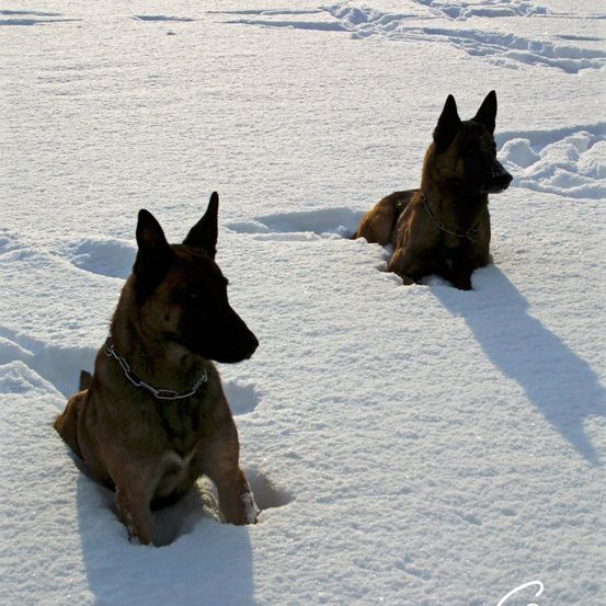Zwei belgische Malinois-Hunde sitzen im Schnee, einer schaut nach links und der andere nach rechts. Sie tragen Halsbänder und sind von Schneespuren umgeben.