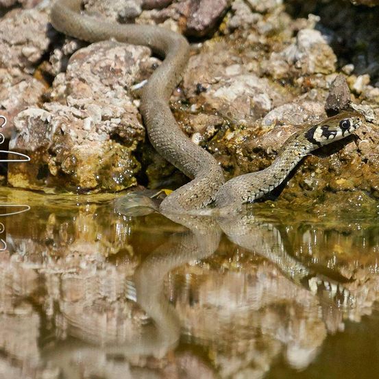 Eine Schlange mit gemustertem Kopf ruht auf einer felsigen Oberfläche in der Nähe von Wasser, ihr Körper gewickelt und teilweise untergetaucht.
