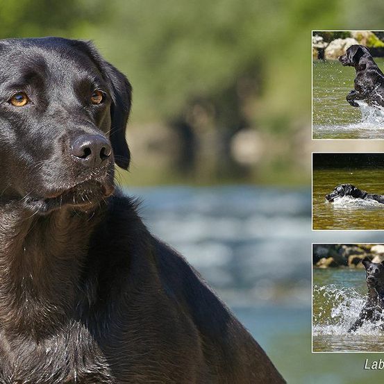 Ein schwarzer Labrador Retriever steht im Wasser und spritzt herum. Ein weiteres Bild desselben Hundes, der ins Wasser springt.
