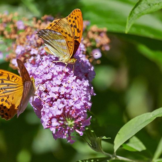 Zwei Schmetterlinge mit orangefarbenen Flügeln und schwarzen Punkten sitzen auf einer violetten Blume. Der Hintergrund ist verschwommen mit grünen Blättern.