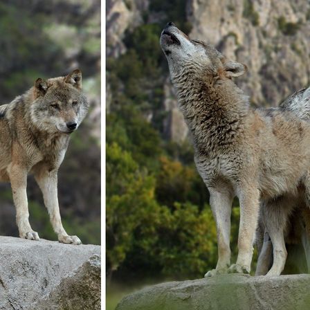 Zwei Wölfe, einer steht still und schaut nach links, der andere heult auf einem Felsen mit einem Berg im Hintergrund.