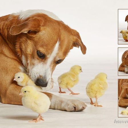 Ein Hund liegt auf dem Boden mit mehreren Küken um ihn herum. Der Hund schaut aufmerksam auf die Küken. Die Küken sind flauschig und gelb.