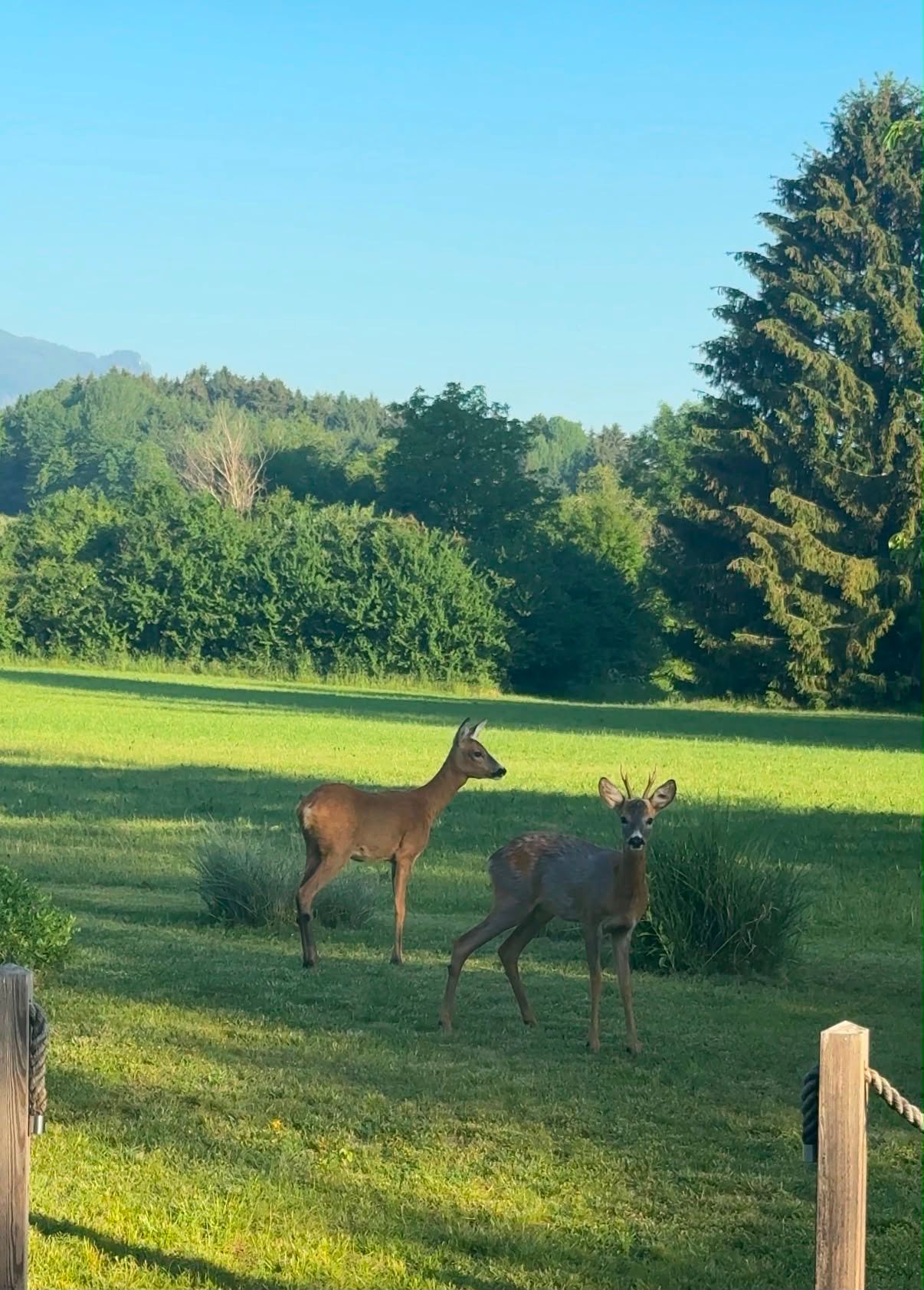 Zwei Rehe stehen in einem Grasfeld mit Bäumen und Büschen. Das Reh auf der linken Seite schaut nach links, während das Reh auf der rechten Seite nach rechts schaut.