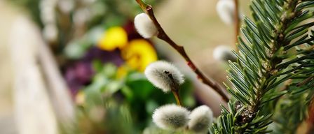 Eine Nahaufnahme eines Zweigs mit weißen, flauschigen Knospen, möglicherweise von einem Weidenbaum, vor einem Hintergrund aus bunten Blumen und Blättern.