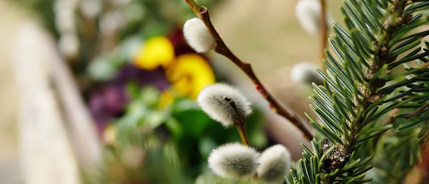 Eine Nahaufnahme eines Zweigs mit weißen, flauschigen Knospen, möglicherweise von einem Weidenbaum, vor einem Hintergrund aus bunten Blumen und Blättern.