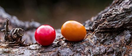 Zwei kugelförmige Objekte, eines rot und eines orange, liegen auf einem Ast. Der Hintergrund ist unscharf und scheint ein Wald zu sein.