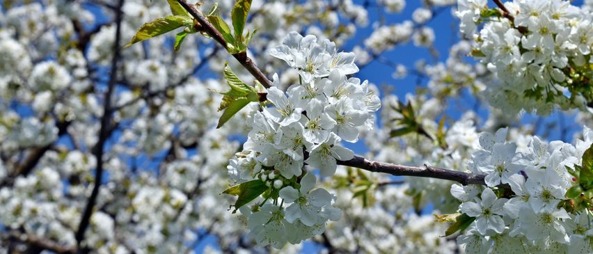 Ein Cluster weißer Kirschblüten blüht an einem Ast gegen einen blauen Himmel. Die Blütenblätter sind zart und es gibt kleine grüne Blätter.