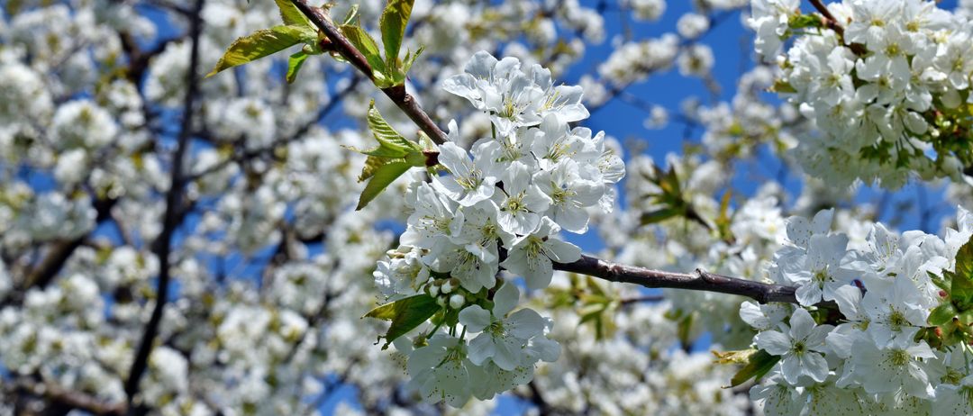 Ein Cluster weißer Kirschblüten blüht an einem Ast gegen einen blauen Himmel. Die Blütenblätter sind zart und es gibt kleine grüne Blätter.