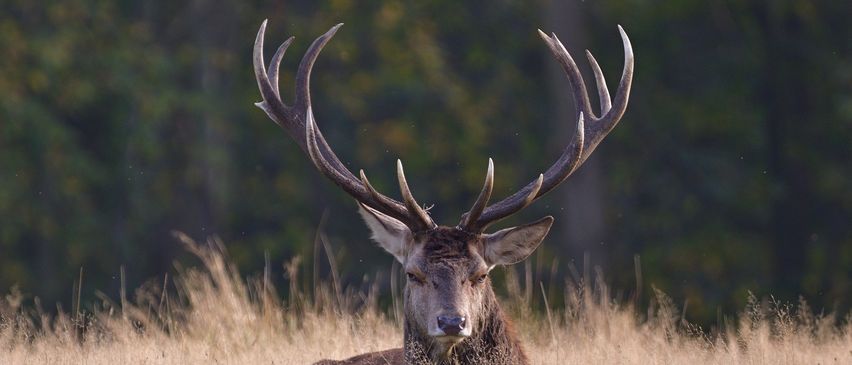 Ein Rothirsch mit großen Geweihen liegt in hohem Gras und blickt nach vorne. Der Hintergrund mit grünen Bäumen ist unscharf.