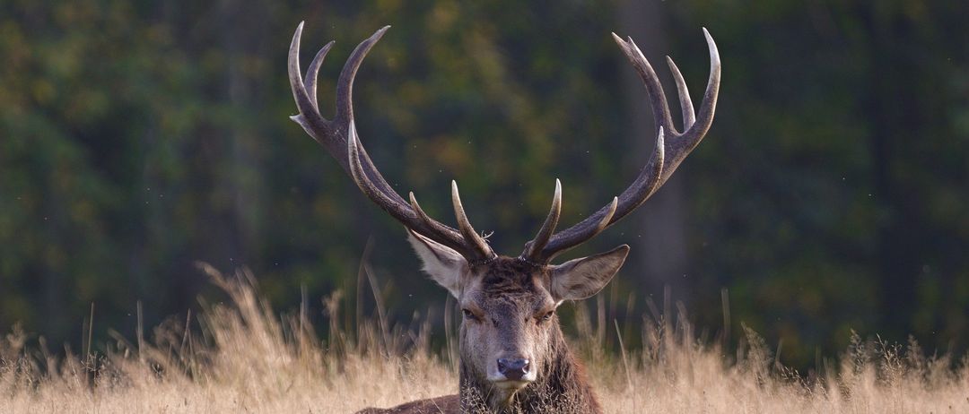 Ein Rothirsch mit großen Geweihen liegt in hohem Gras und blickt nach vorne. Der Hintergrund mit grünen Bäumen ist unscharf.