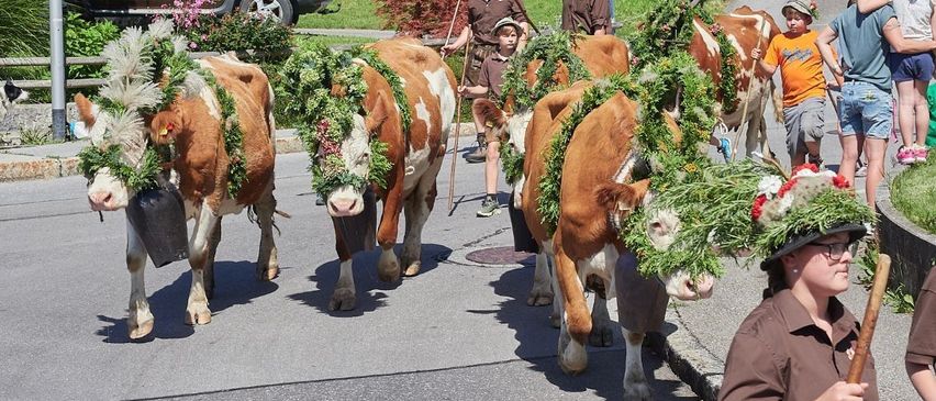 Eine Gruppe von Kühen mit Blumen- und Blätterkränzen wird von Menschen bei einem Umzug auf einer Straße geführt.