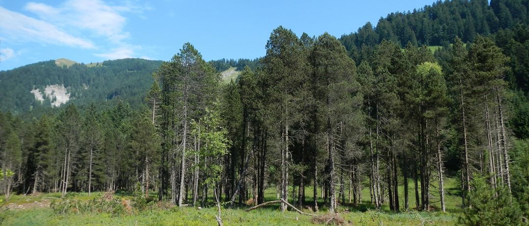 Ein dichter Wald mit hohen Bäumen und einem grasigen Feld unter einem klaren blauen Himmel.